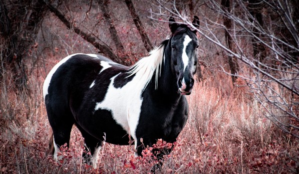 Red Beauty Hi Res   A3 by Tracy Abildgaard